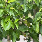 Jabloň domáca (Malus domestica) ´STARKING´ - zimná, výška 200-230 cm, obvod kmeňa 16/18 cm, kont. C70L - tvarovaná stena